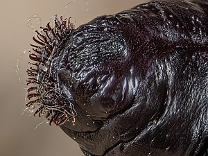 Poecilocampa populi