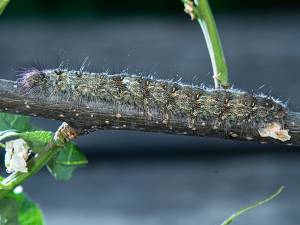 Poecilocampa populi