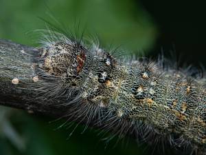 Poecilocampa populi