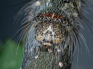 Poecilocampa populi