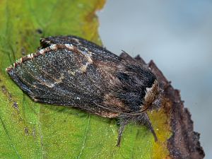 Poecilocampa populi