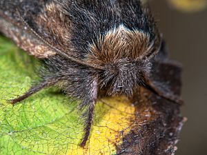 Poecilocampa populi