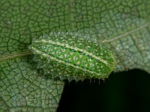 Apoda limacodes