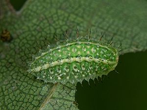 Apoda limacodes