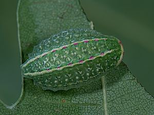 Apoda limacodes