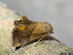 Apoda limacodes