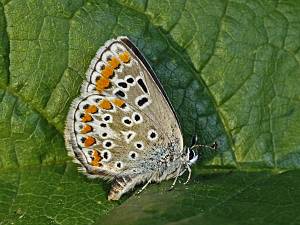 Aricia agestis