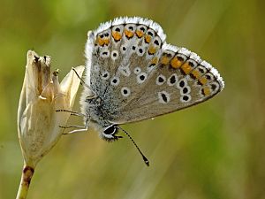 Aricia agestis