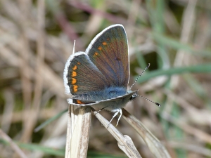 Aricia agestis