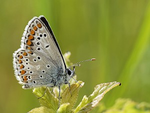 Aricia agestis