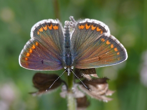 Aricia agestis