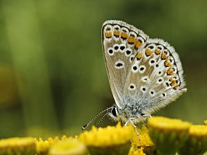 Aricia agestis