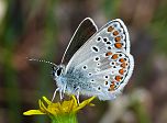 Aricia agestis