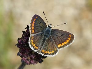 Aricia artaxerxes