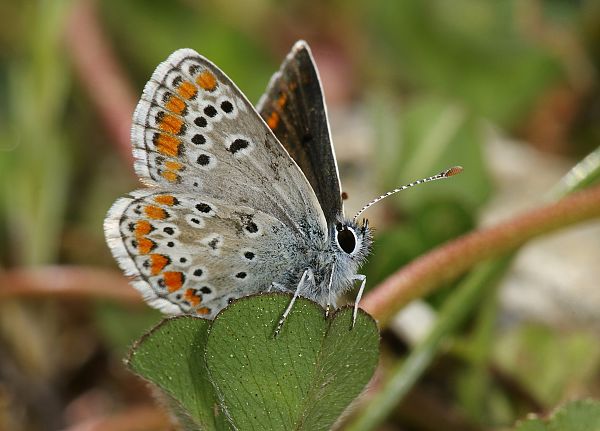 Aricia artaxerxes