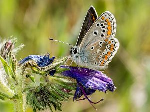 Aricia cramera