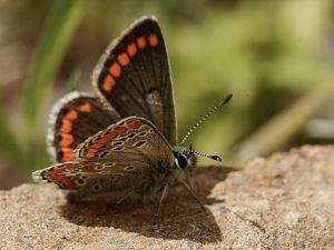 Aricia cramera