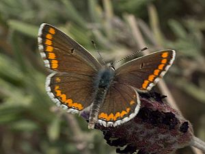 Aricia cramera