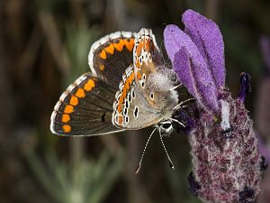 Aricia cramera