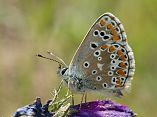 Aricia cramera