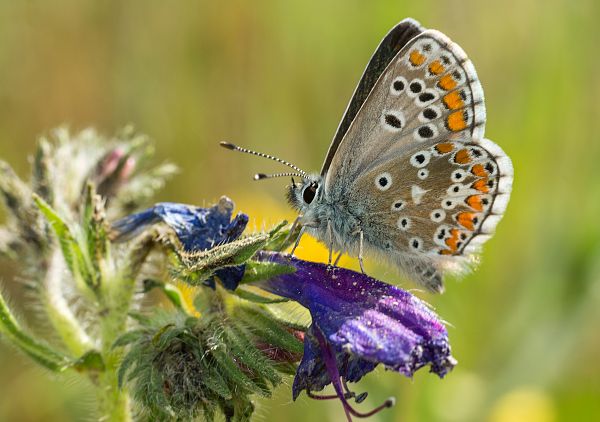 Aricia cramera