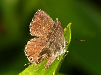 Cacyreus marshalli