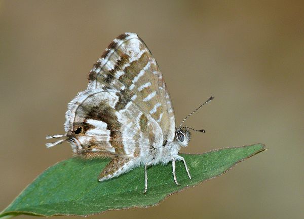 Cacyreus marshalli