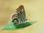 Cacyreus marshalli