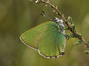 Callophrys rubi