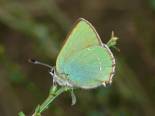 Callophrys rubi