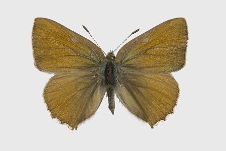 Callophrys rubi