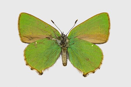 Callophrys rubi