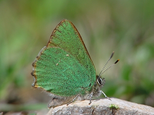 Callophrys rubi