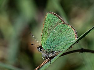 Callophrys rubi