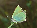 Callophrys rubi