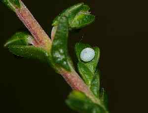 Celastrina argiolus