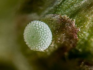 Celastrina argiolus