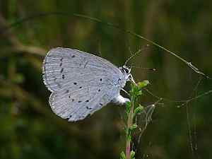 Celastrina argiolus