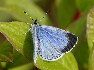 Celastrina argiolus