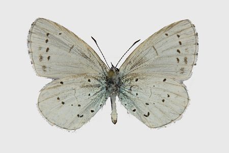 Celastrina argiolus