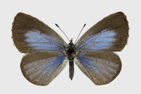 Celastrina argiolus