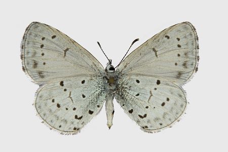 Celastrina argiolus