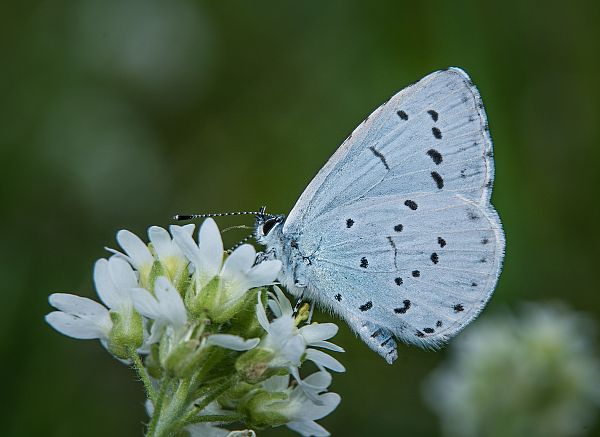 Celastrina argiolus