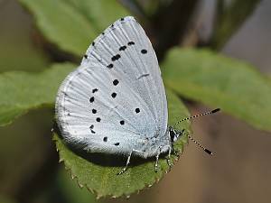 Celastrina argiolus