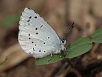 Celastrina argiolus