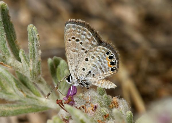 Chilades trochylus