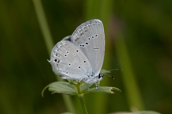 Cupido decoloratus