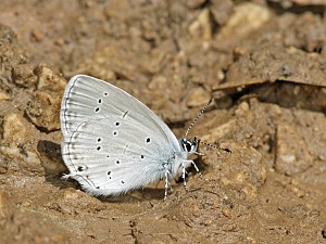 Cupido decoloratus