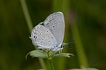 Cupido decoloratus