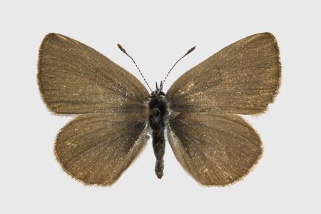 Cupido minimus